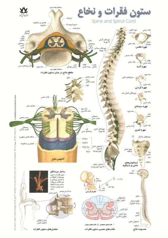 ماساژ حجامت فصد خون|خدمات آرایشگری و زیبایی|رباطکریم, نصیرشهر|دیوار