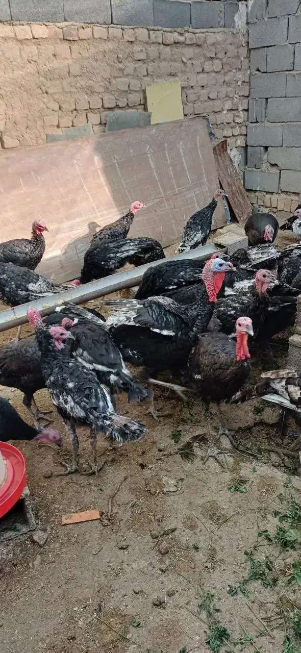 فروش تعدادی بوقلمون نر و ماده|حیوانات مزرعه|سمنان, |دیوار