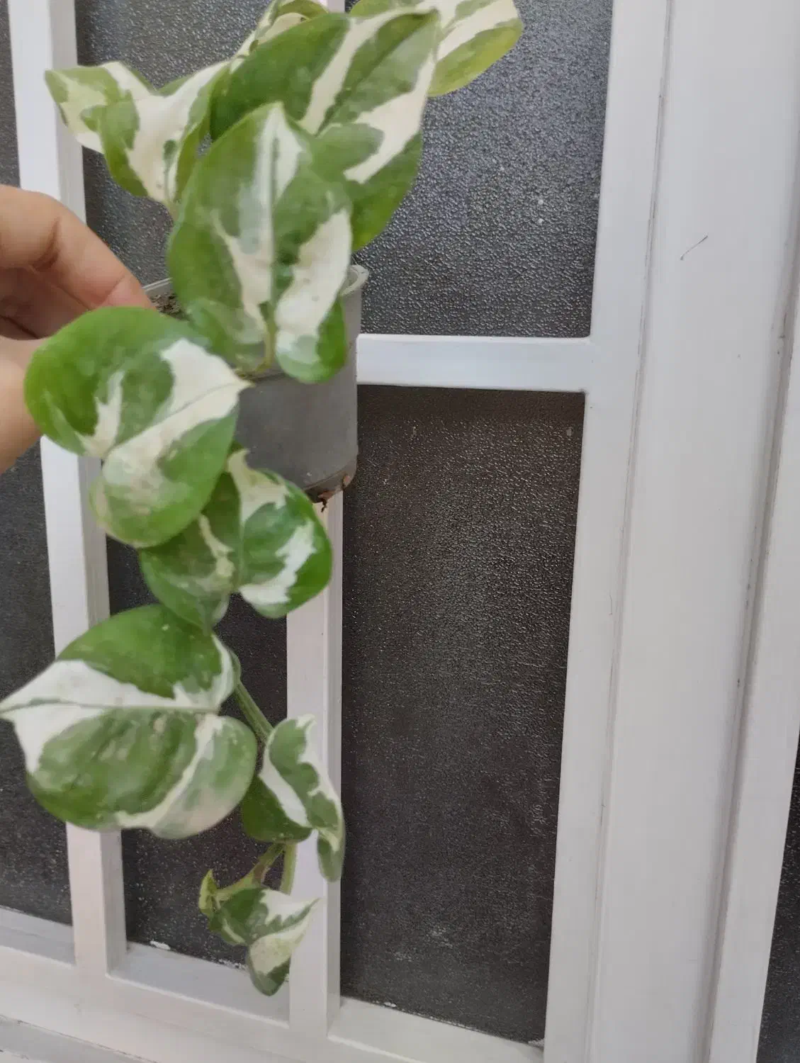 گل پتوس ۲۰ تومنی|گل و گیاه طبیعی|قم, در بهشت|دیوار