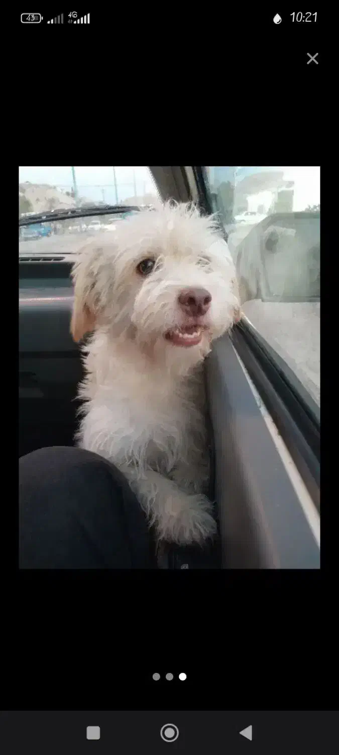 سگ‌گمشده|حیوانات|مسجد سلیمان, |دیوار