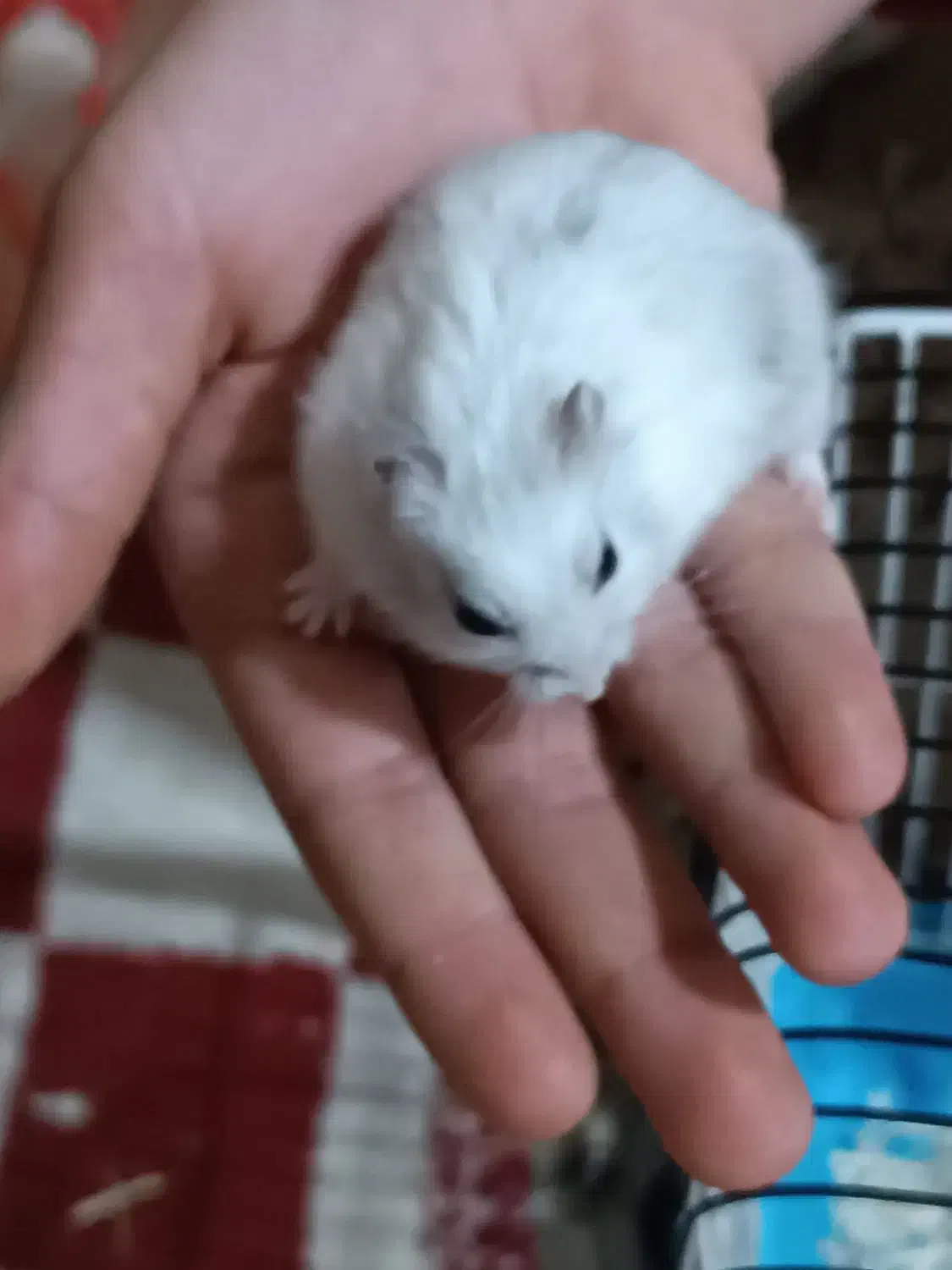 حیوان خانگی|موش و خرگوش|تبریز, |دیوار