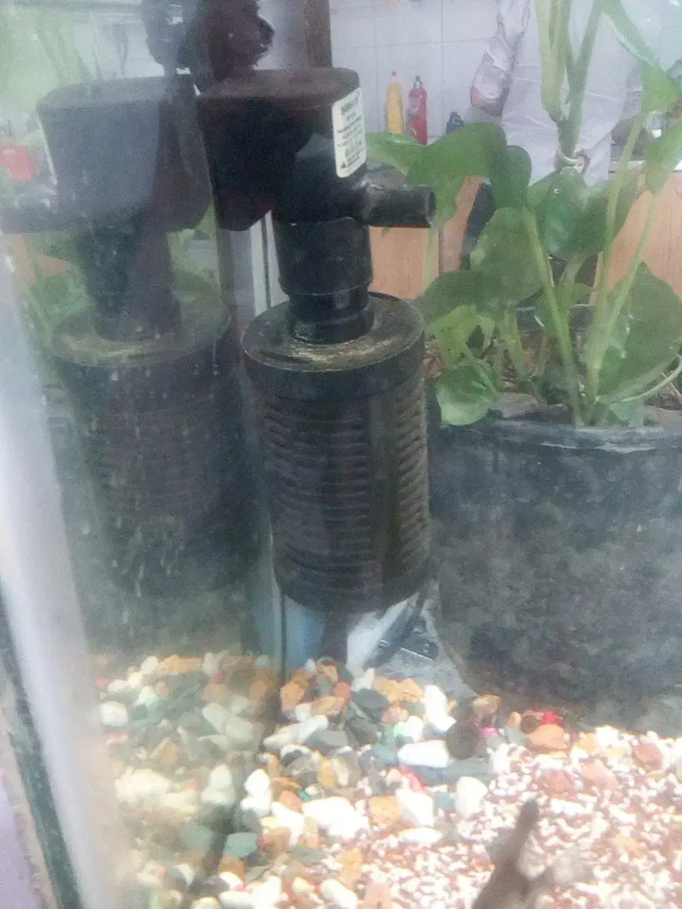 آکواریوم|ماهی|مرودشت, ژیان|دیوار