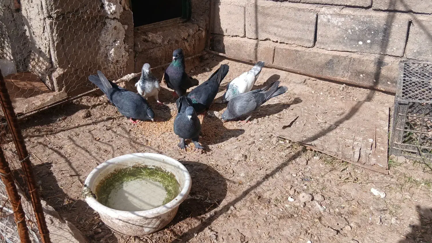 کبوتر بازیکن|پرنده|فهرج, |دیوار