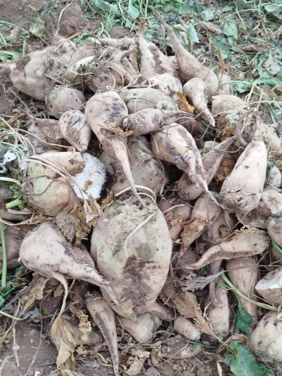 چغندر فقط برای خوراک دام|عمده‌فروشی|بشاریات, |دیوار