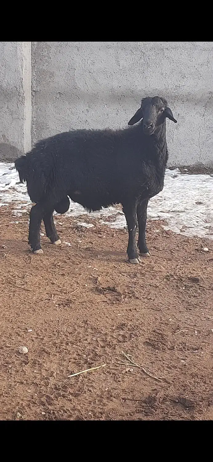 حیوانات|حیوانات مزرعه|سرولایت, |دیوار