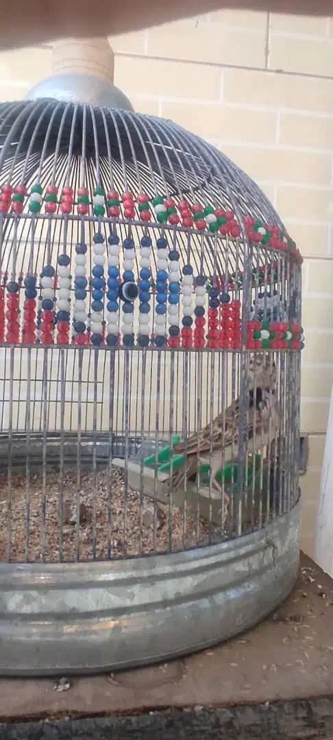 طغرا پرنده قناری عروس هلندی|پرنده|کرمان, |دیوار