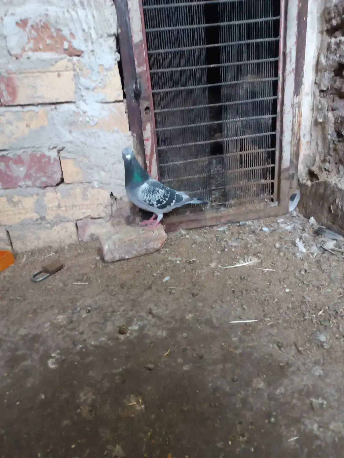 کفتر آلمانی ضمانتی مسافتی|پرنده|بیرجند, |دیوار