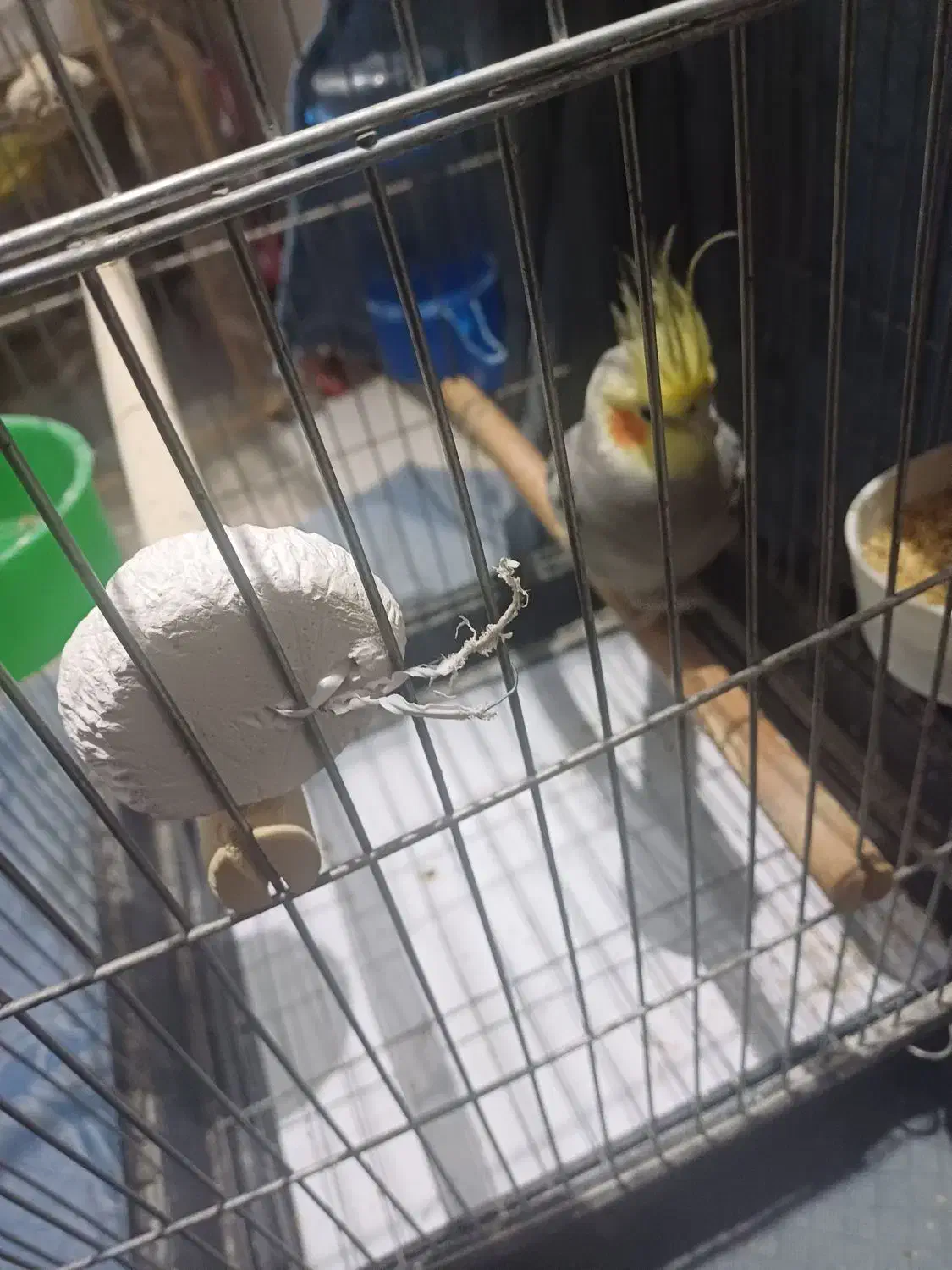 عروس هلندی نر سخنگو|پرنده|ری, علایین|دیوار