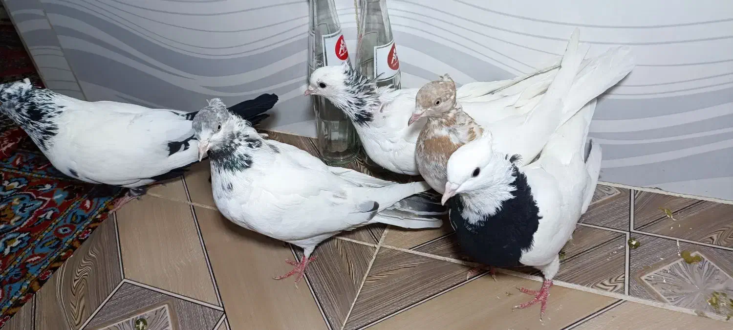 کبوتر|پرنده|سقز, |دیوار