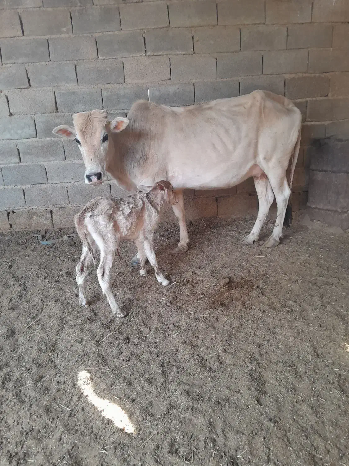 گاو بل گوساله ماده|حیوانات مزرعه|شادگان, |دیوار