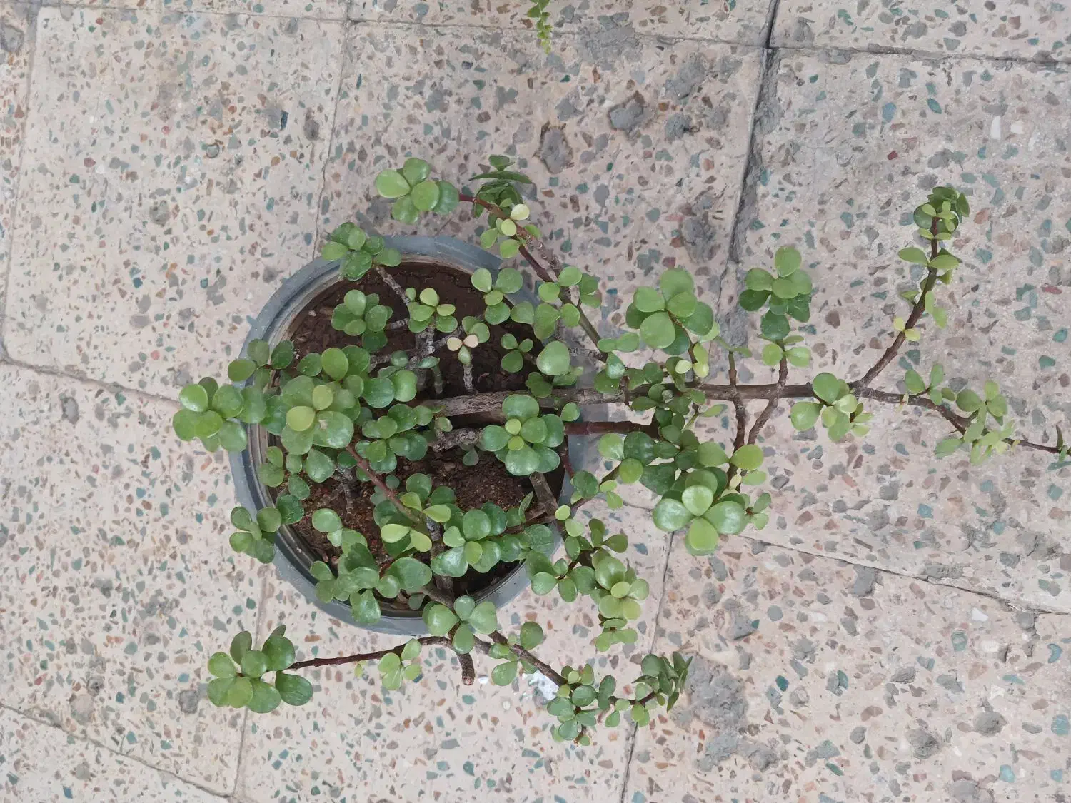 گلهای طبیعی|گل و گیاه طبیعی|اندیمشک, |دیوار