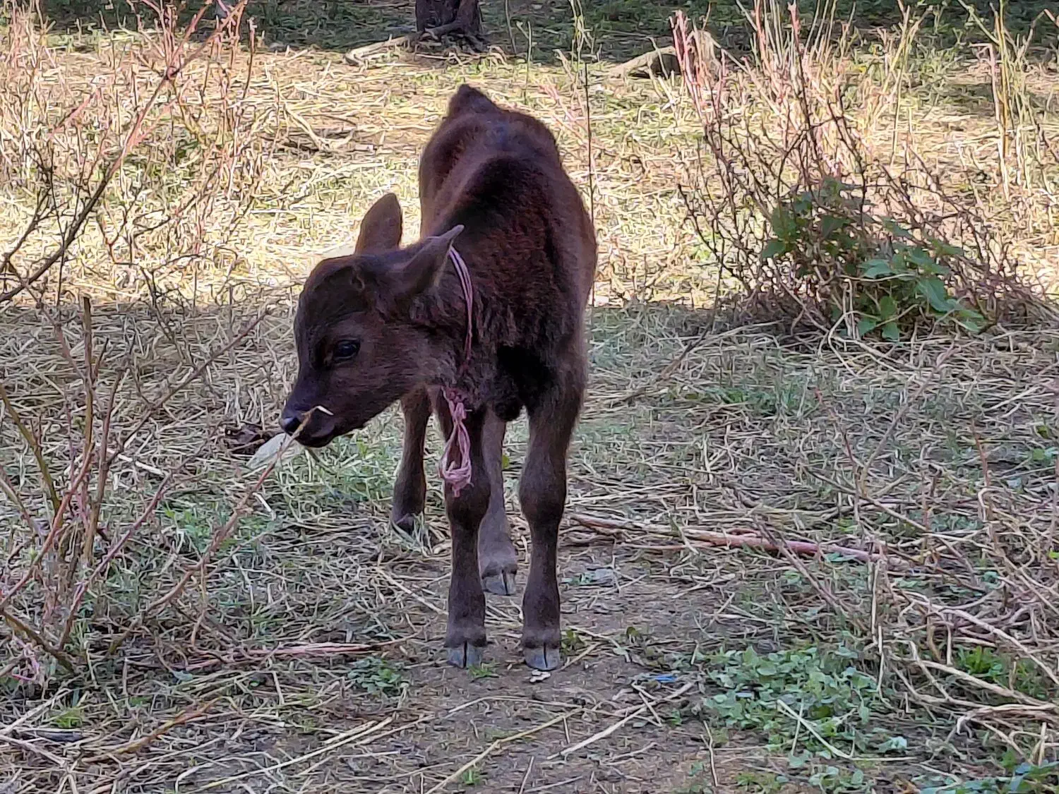 گاوو گوساله نر|حیوانات مزرعه|رشت, نیکمرام|دیوار