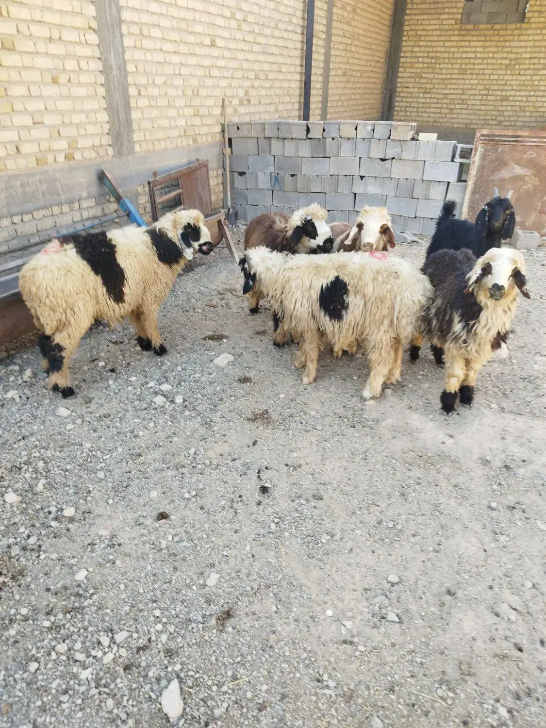 بره پرواری نر|حیوانات مزرعه|مرودشت, زنگی آباد|دیوار