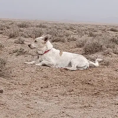 پاپی|سگ|تربت جام, جامرود|دیوار