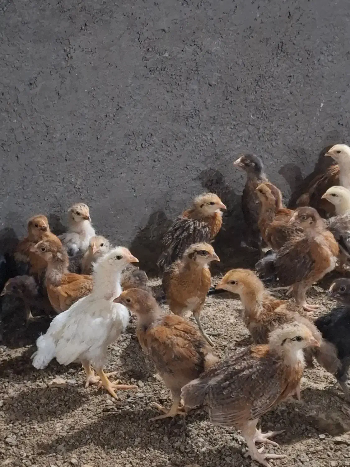 جوجه ای دورگ گلپایگان 30روزه|حیوانات مزرعه|مرودشت, ثبت احوال|دیوار