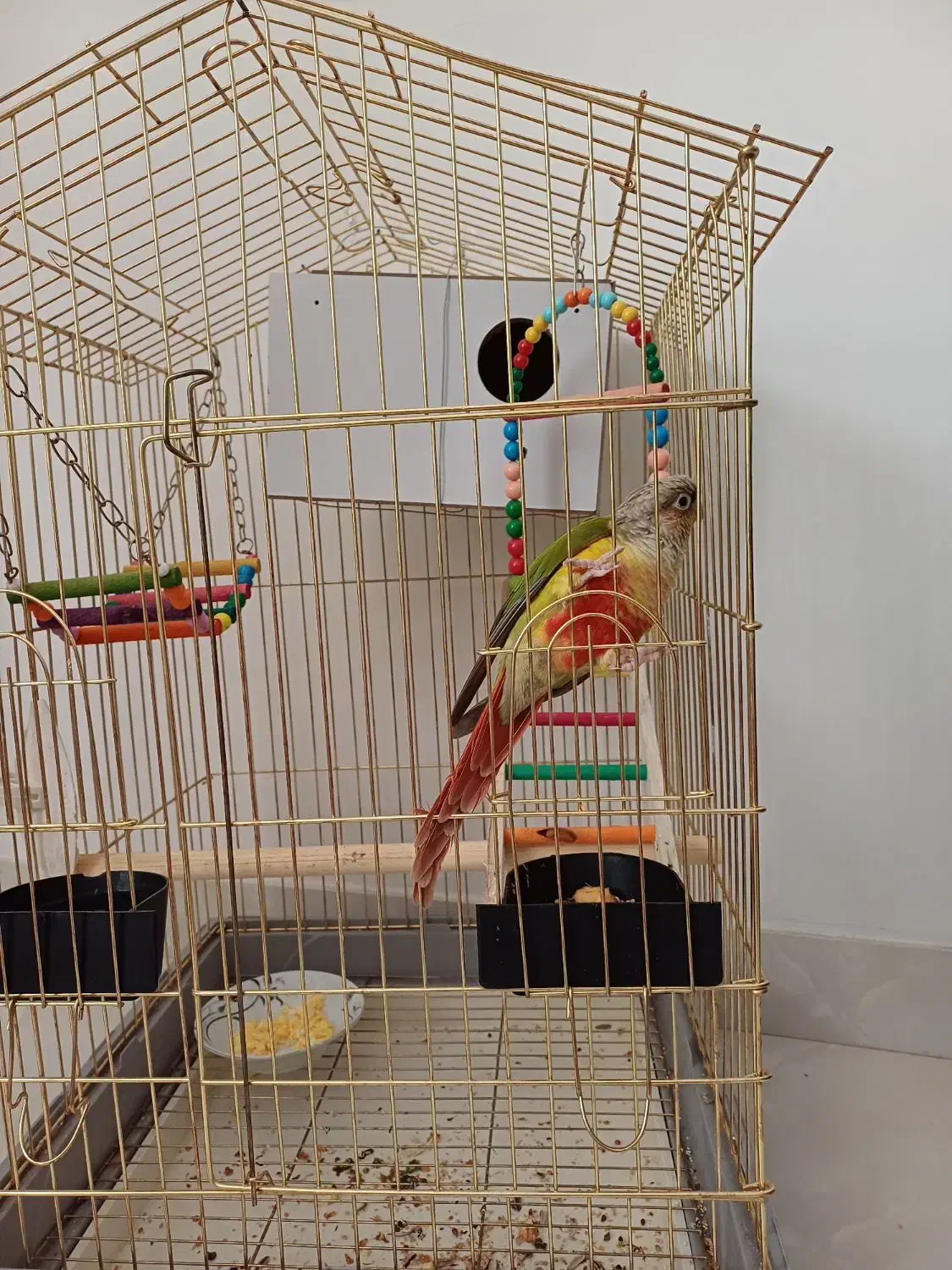 طوطی گرینچک|پرنده|سنندج, |دیوار