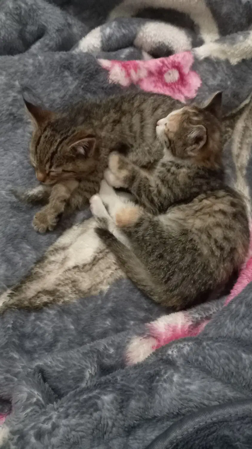 واگذاری گربه|گربه|تربت‌حیدریه, باغ سلطانی|دیوار