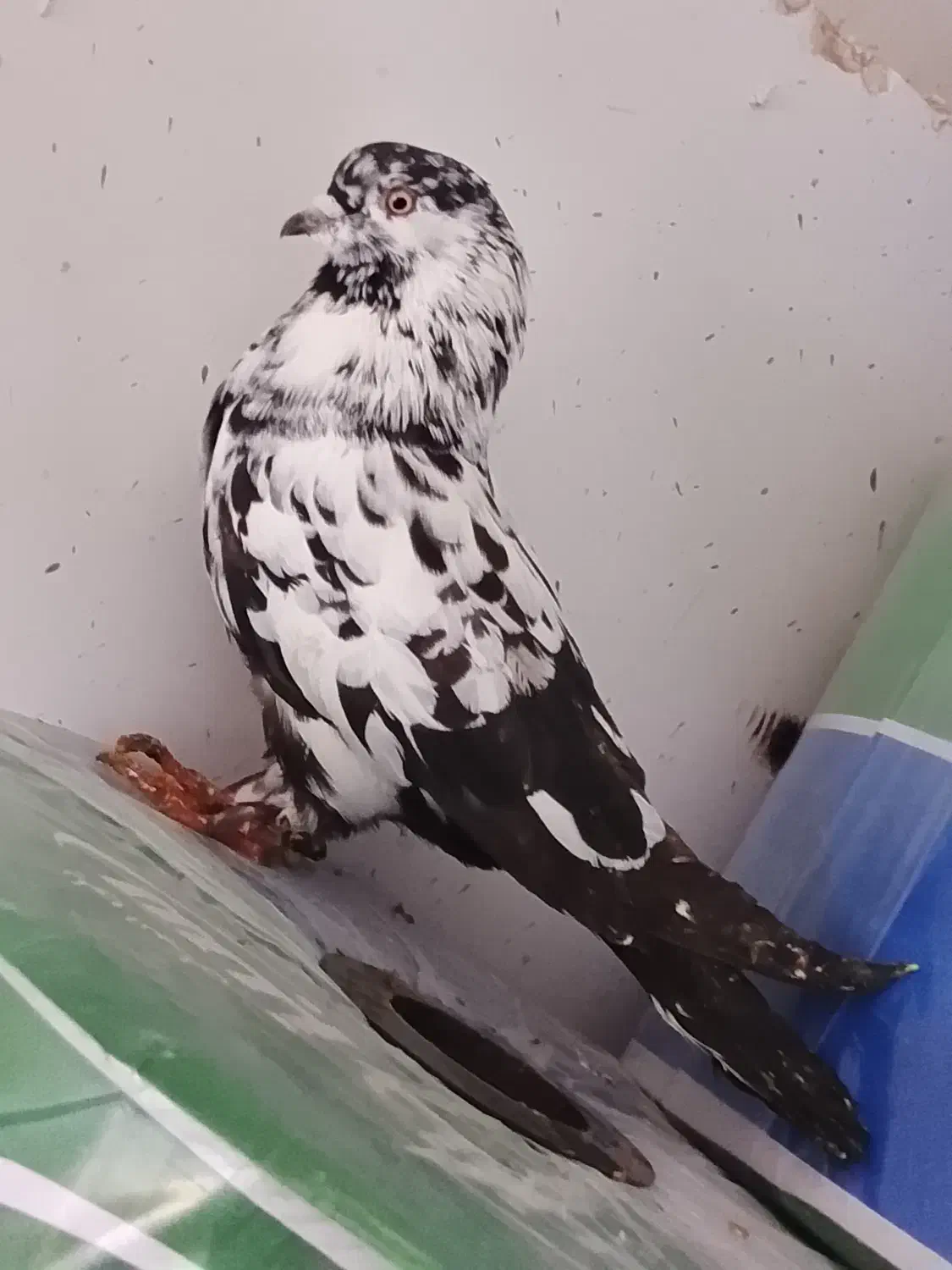 کبوتر|پرنده|اردبیل, |دیوار