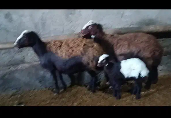 میش بره و میش ابستن|حیوانات مزرعه|سیلاخور, |دیوار