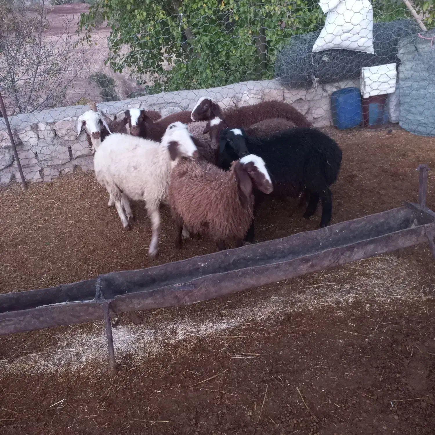 بره|حیوانات مزرعه|چگنی, |دیوار