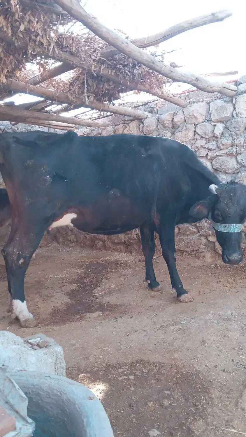 گاو بهمراه گوساله برای فروش|حیوانات مزرعه|ایذه, |دیوار
