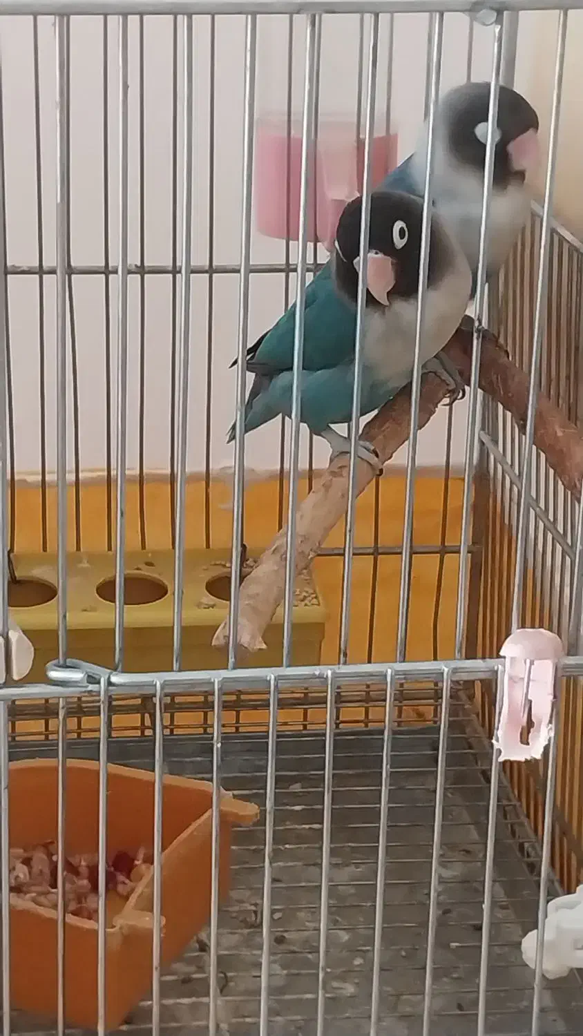 فروش یک جفت کوتوله با جوجه|پرنده|تیران, |دیوار