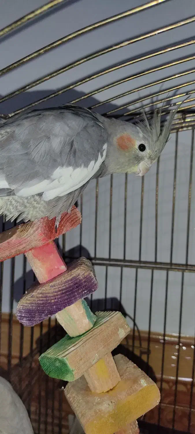 عروس هلندی|پرنده|قزوین, |دیوار