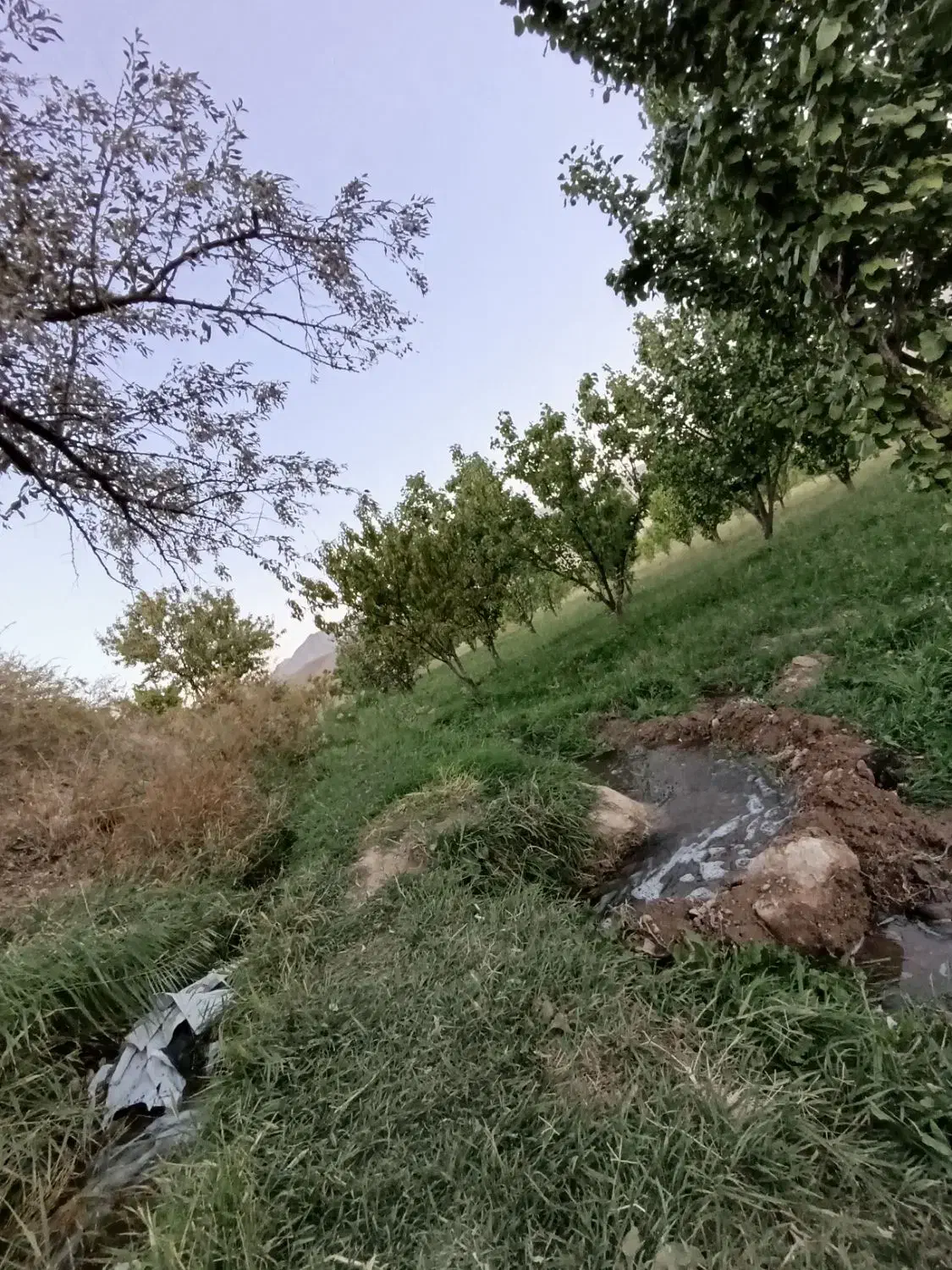 باغ 2200 متری سریک|فروش دفتر صنعتی، کشاورزی، تجاری|ماهنشان, |دیوار