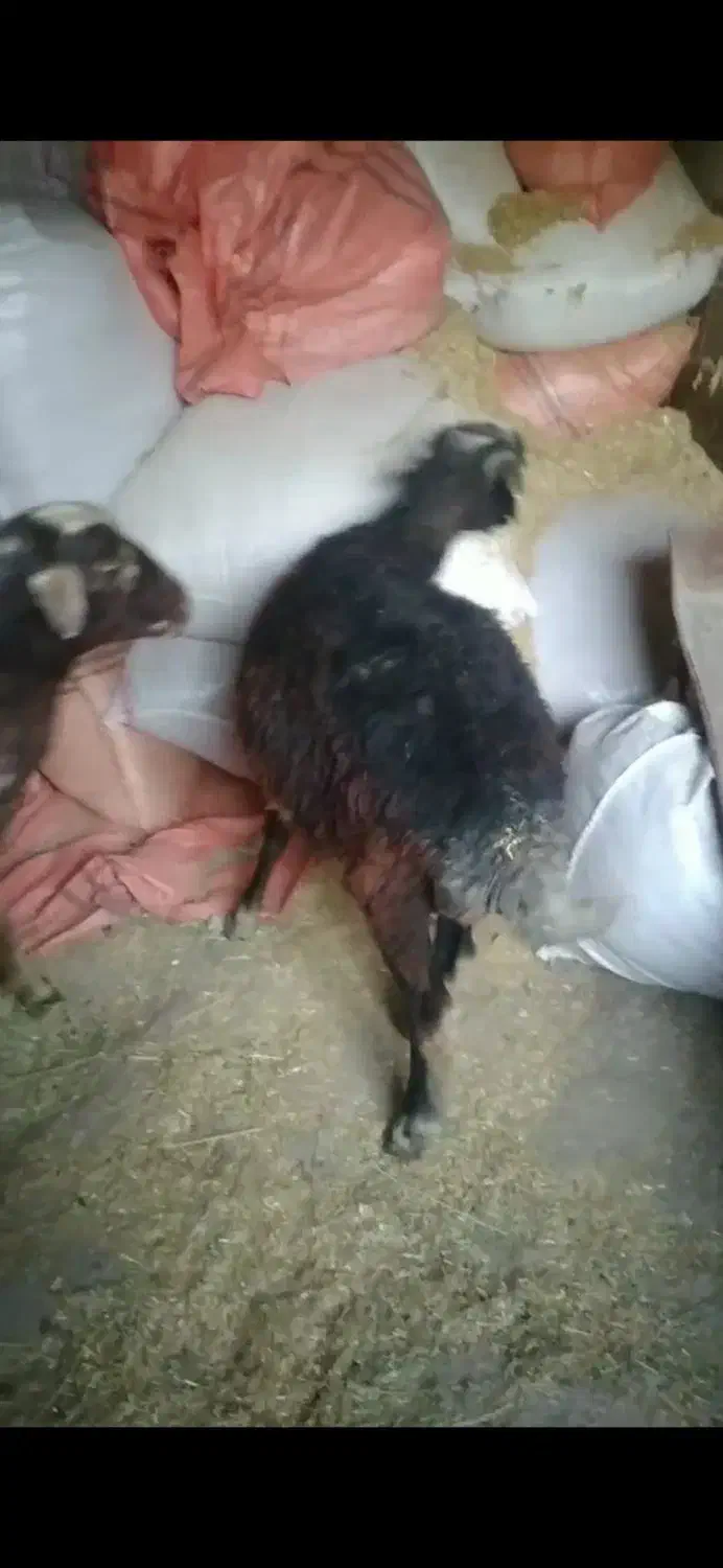 یک عدد گوسفند جوان ۱ساله قوچ خورده|حیوانات مزرعه|گلی داغ, |دیوار