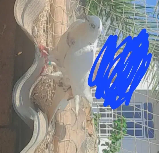 کبوتر|پرنده|سیمین شهر, |دیوار