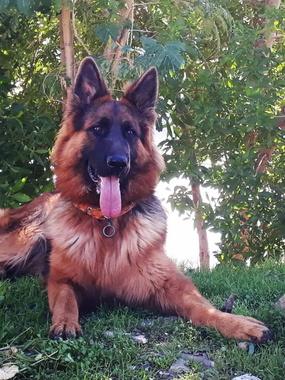 ژرمن گم شده|حیوانات|مسجد سلیمان, |دیوار