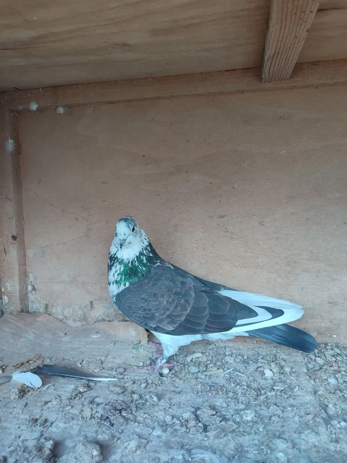 فروش کبوتر پرشی|پرنده|قائم‌شهر, |دیوار