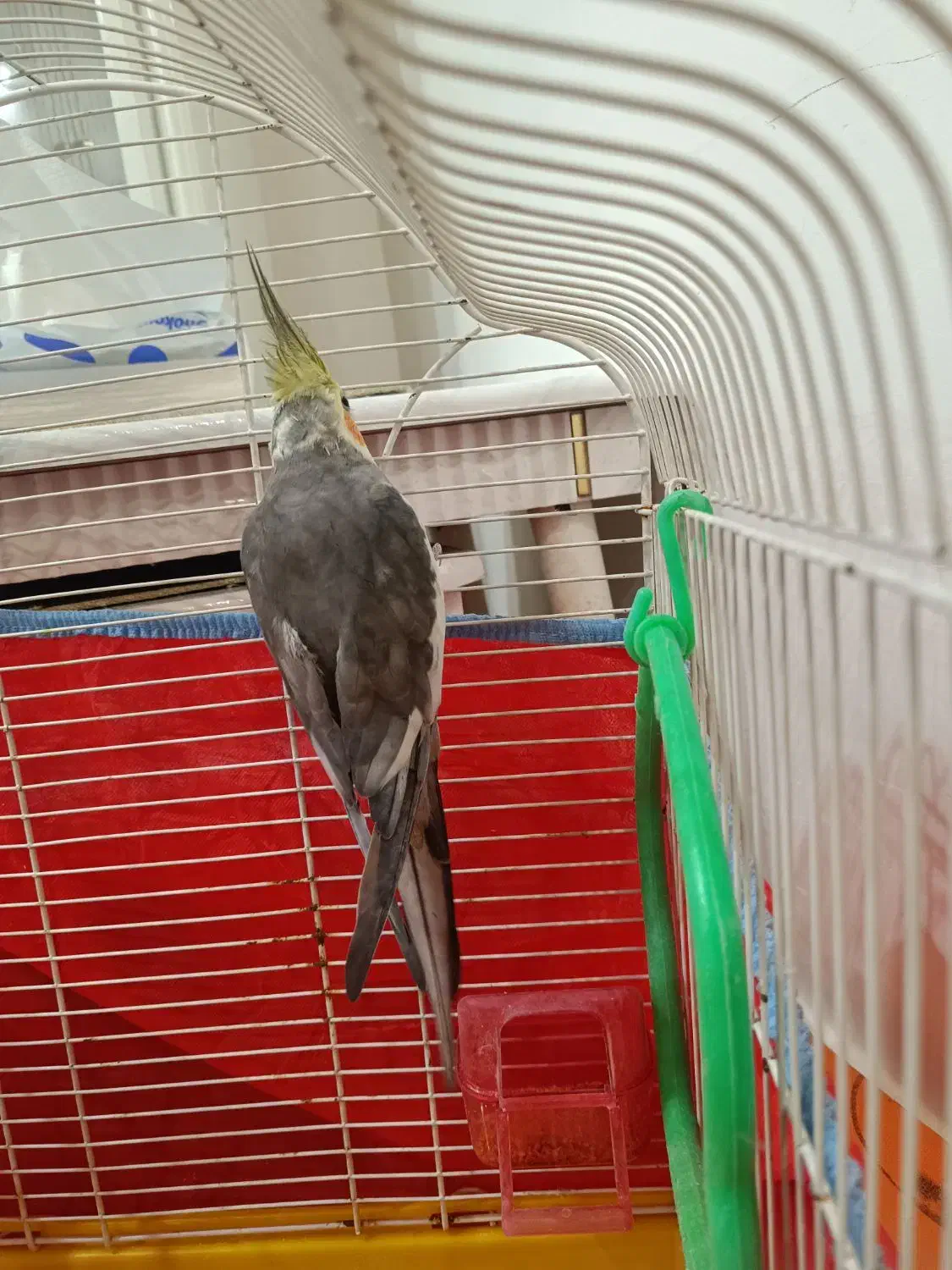 عروس سخنگو بالغ|پرنده|فومن, |دیوار