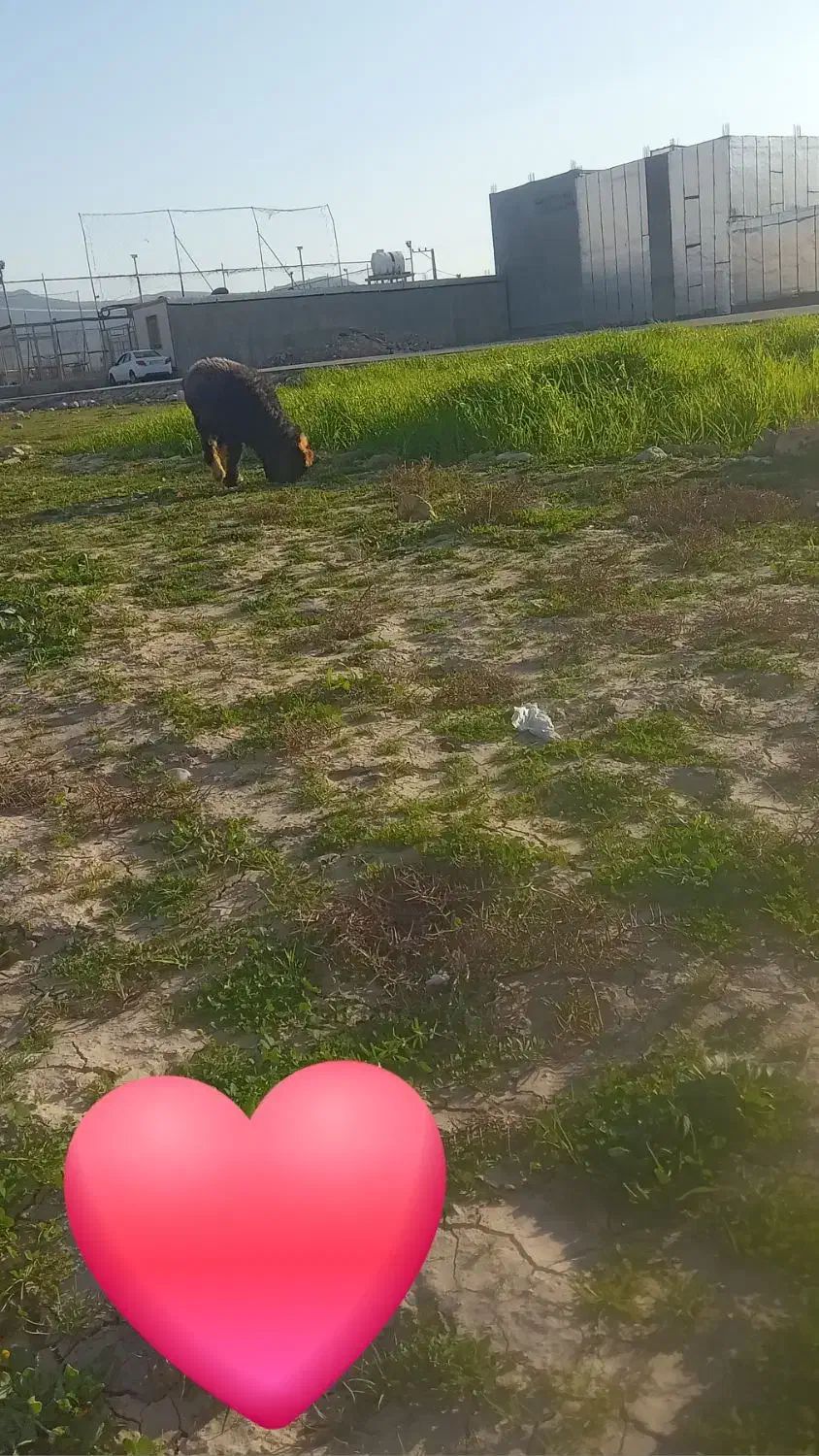 بره|حیوانات مزرعه|ایذه, |دیوار