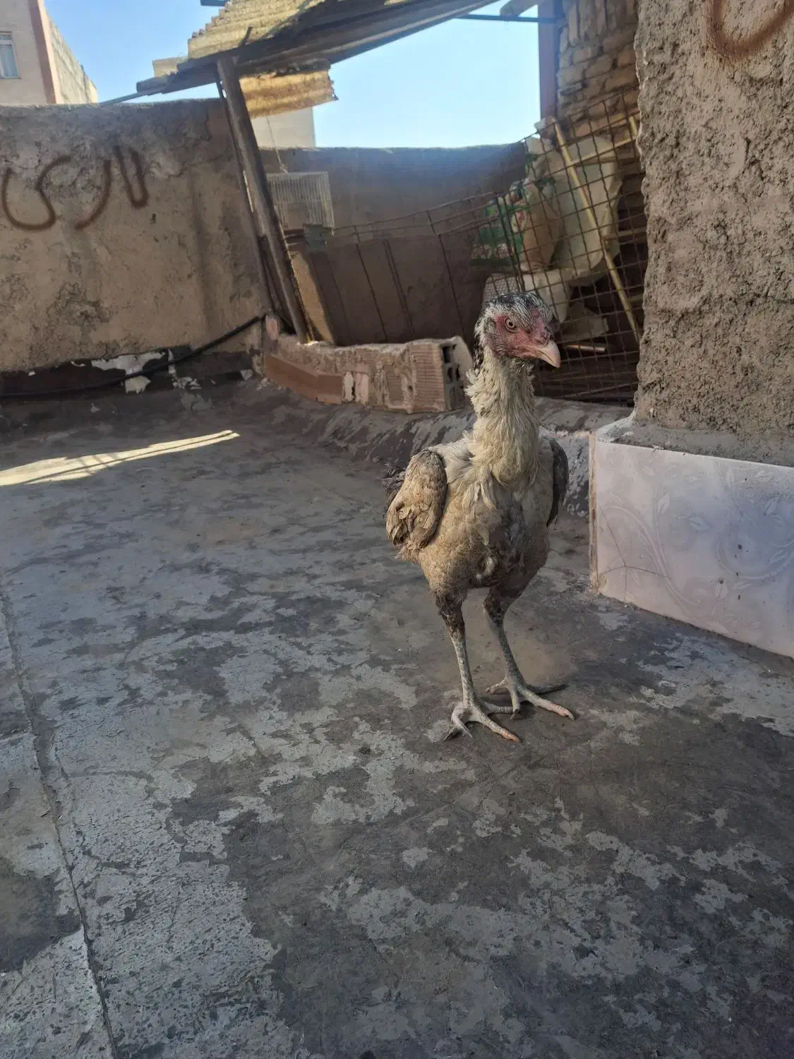 مرغ لاری جوان|حیوانات مزرعه|ماهدشت, |دیوار