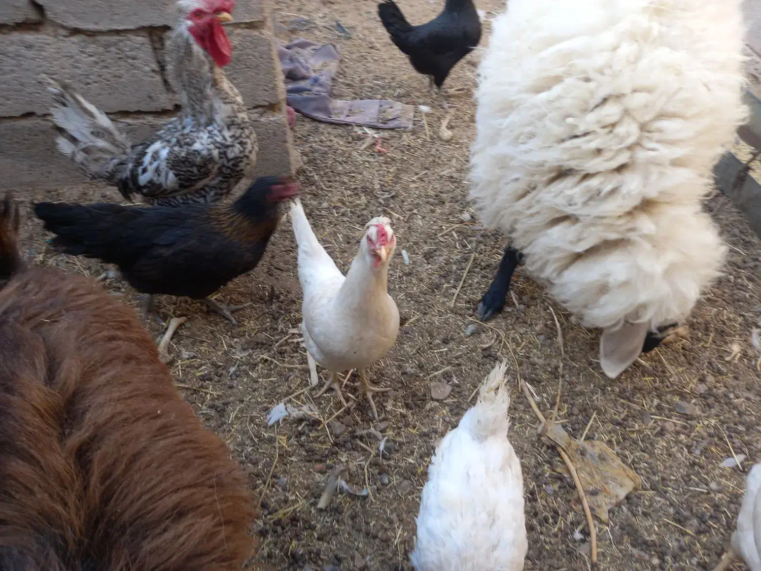 مرغ گلین|حیوانات مزرعه|درمیان, |دیوار