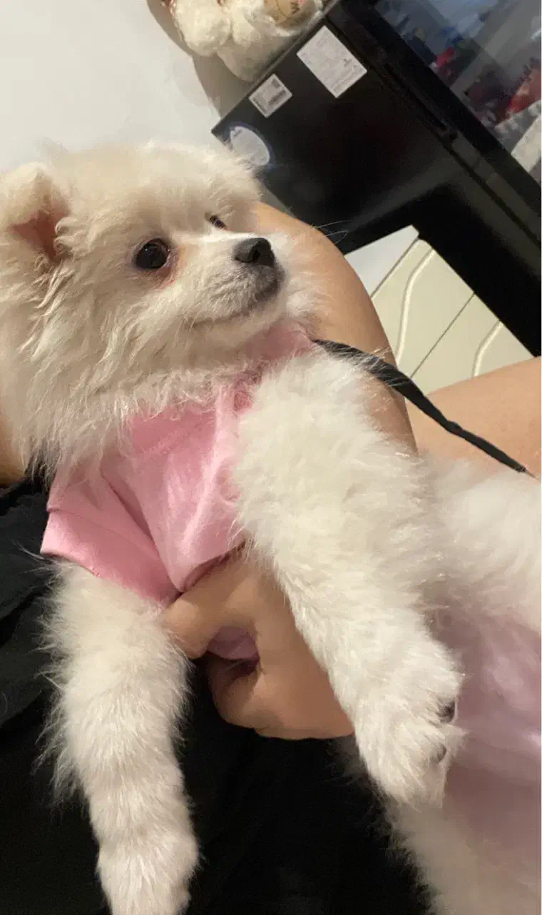 پامر|سگ|مشهد, هدایت|دیوار