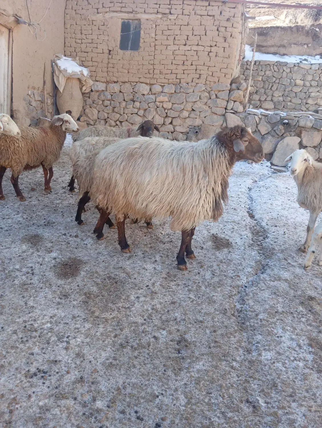 قوچ|حیوانات مزرعه|گرمخان, |دیوار