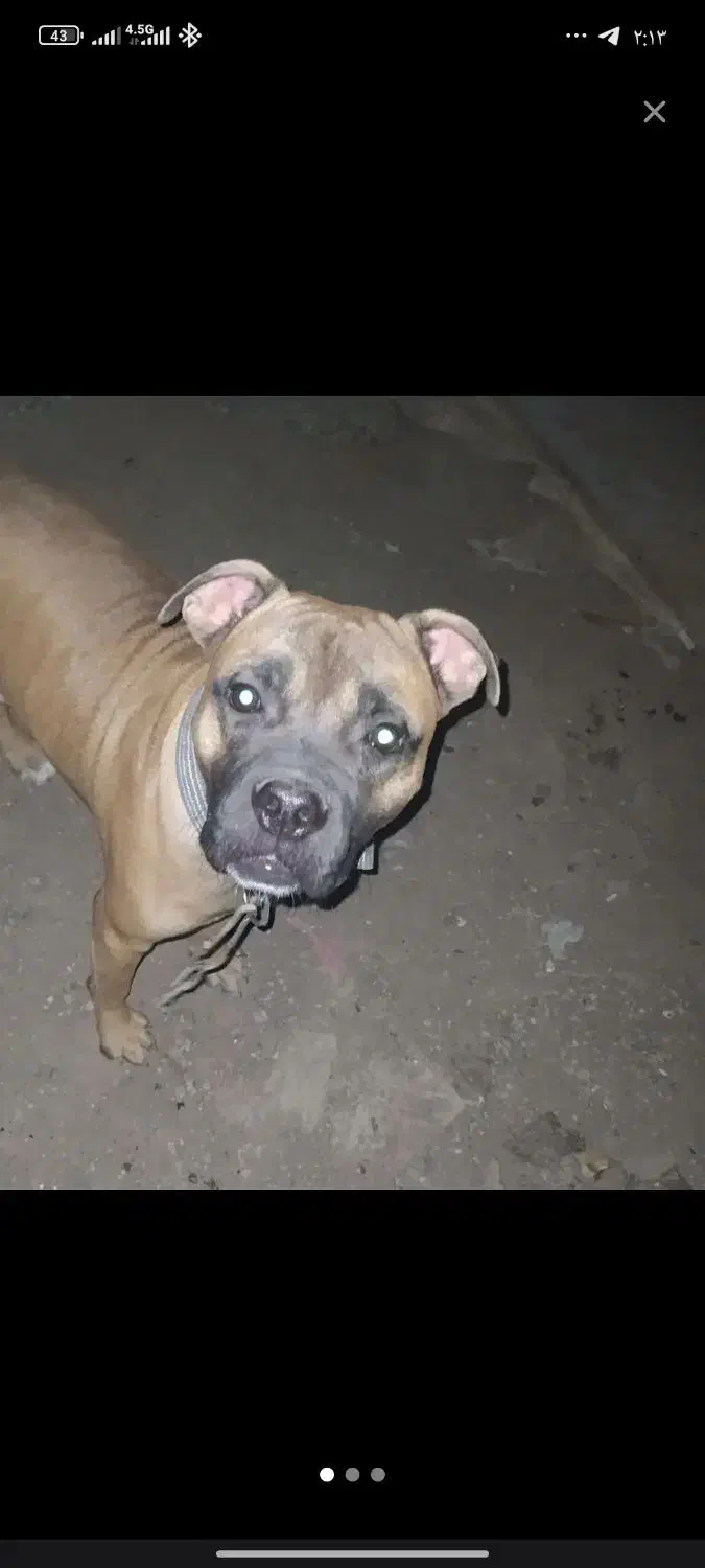 سگ پیتبول نر|سگ|بندر ماهشهر, |دیوار