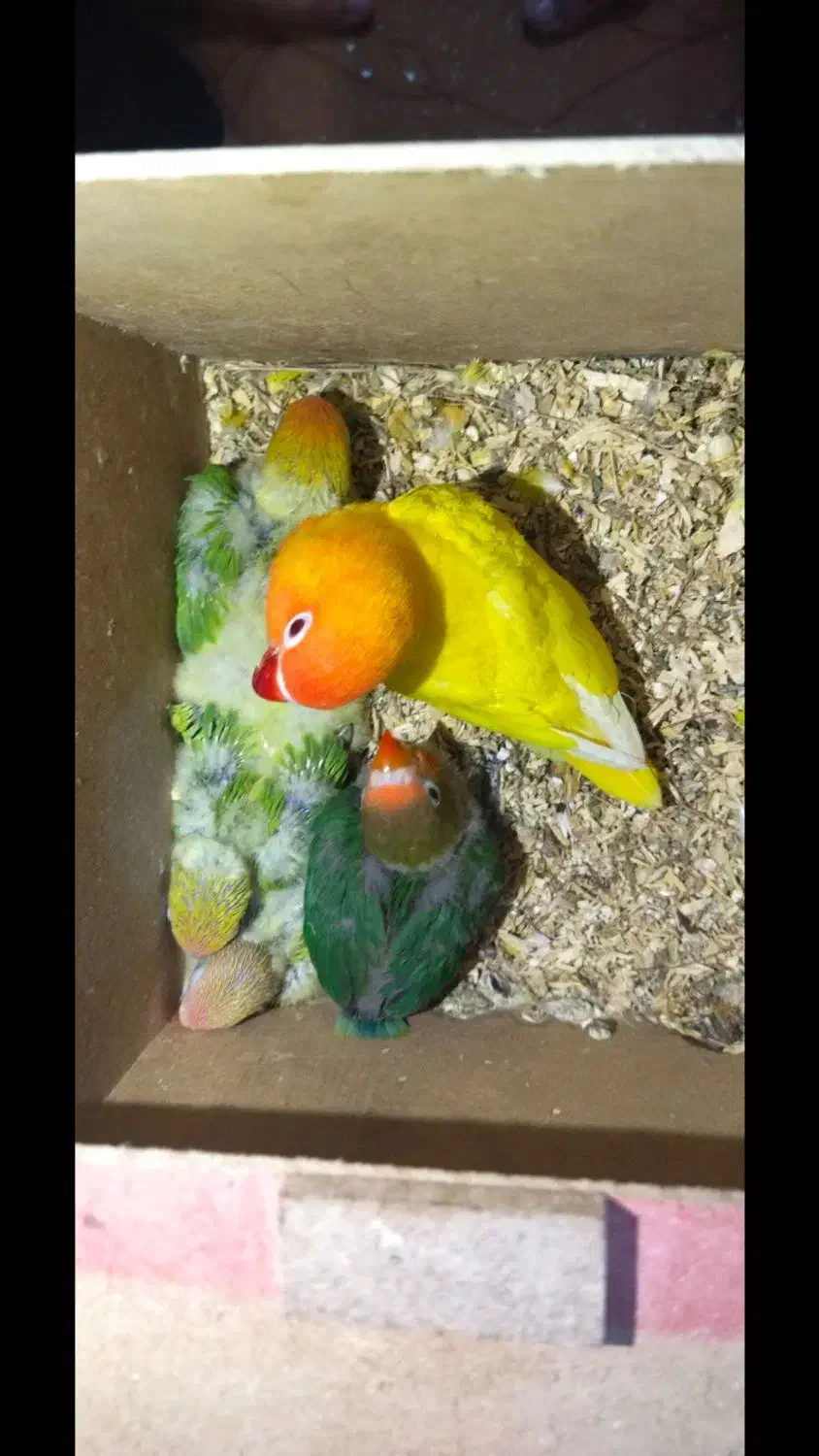 طوطی برزیلی نر و ماده شرطی شرطی شرطی|پرنده|اهواز, کمپلو جنوبی|دیوار