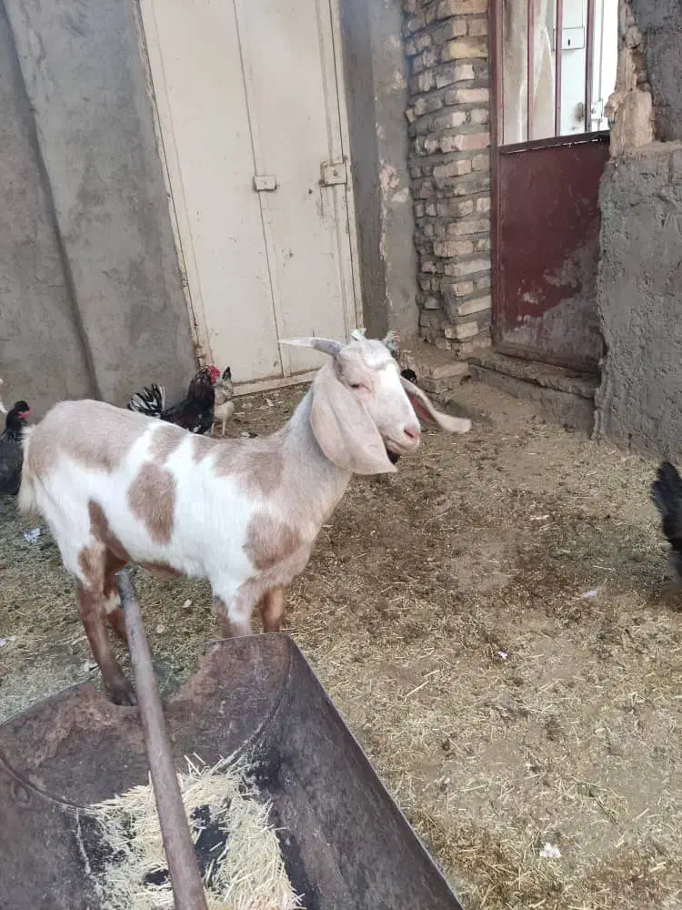 کره دورگ سانن|حیوانات مزرعه|رفسنجان, |دیوار