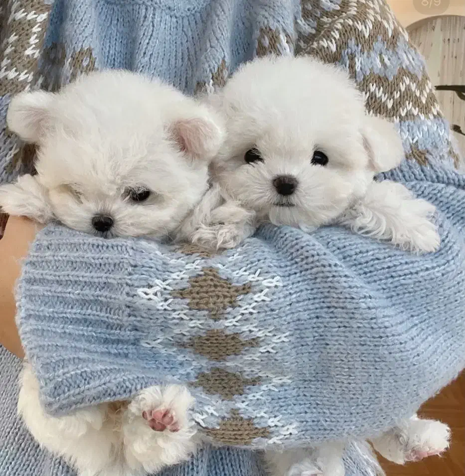 سگ پودل مالتیز ۶۵۰۰|سگ|تهران, جنت‌آباد مرکزی|دیوار