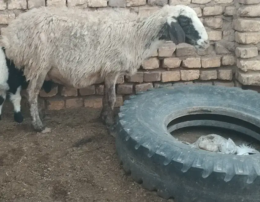 میش زایده و آبستن...|حیوانات مزرعه|رفسنجان, |دیوار