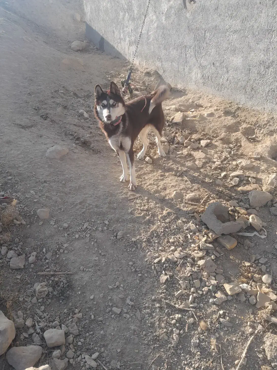 سگ ماده هاسکی ۹ ماه زیبا|سگ|شیروان (خراسان), |دیوار