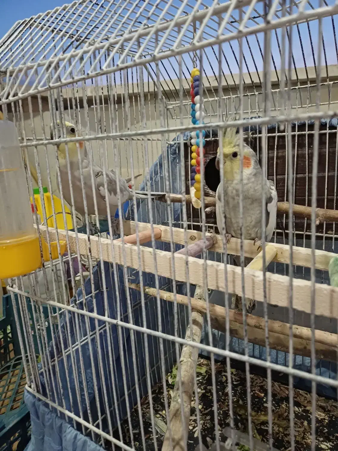 یه جفت عروس هلندی|پرنده|گلستان (تهران), |دیوار