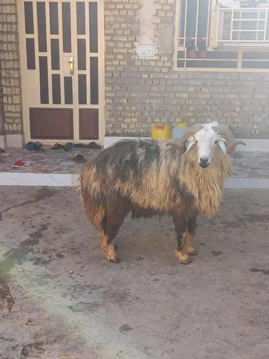 قوچ|حیوانات مزرعه|اهواز, منازل کارون|دیوار