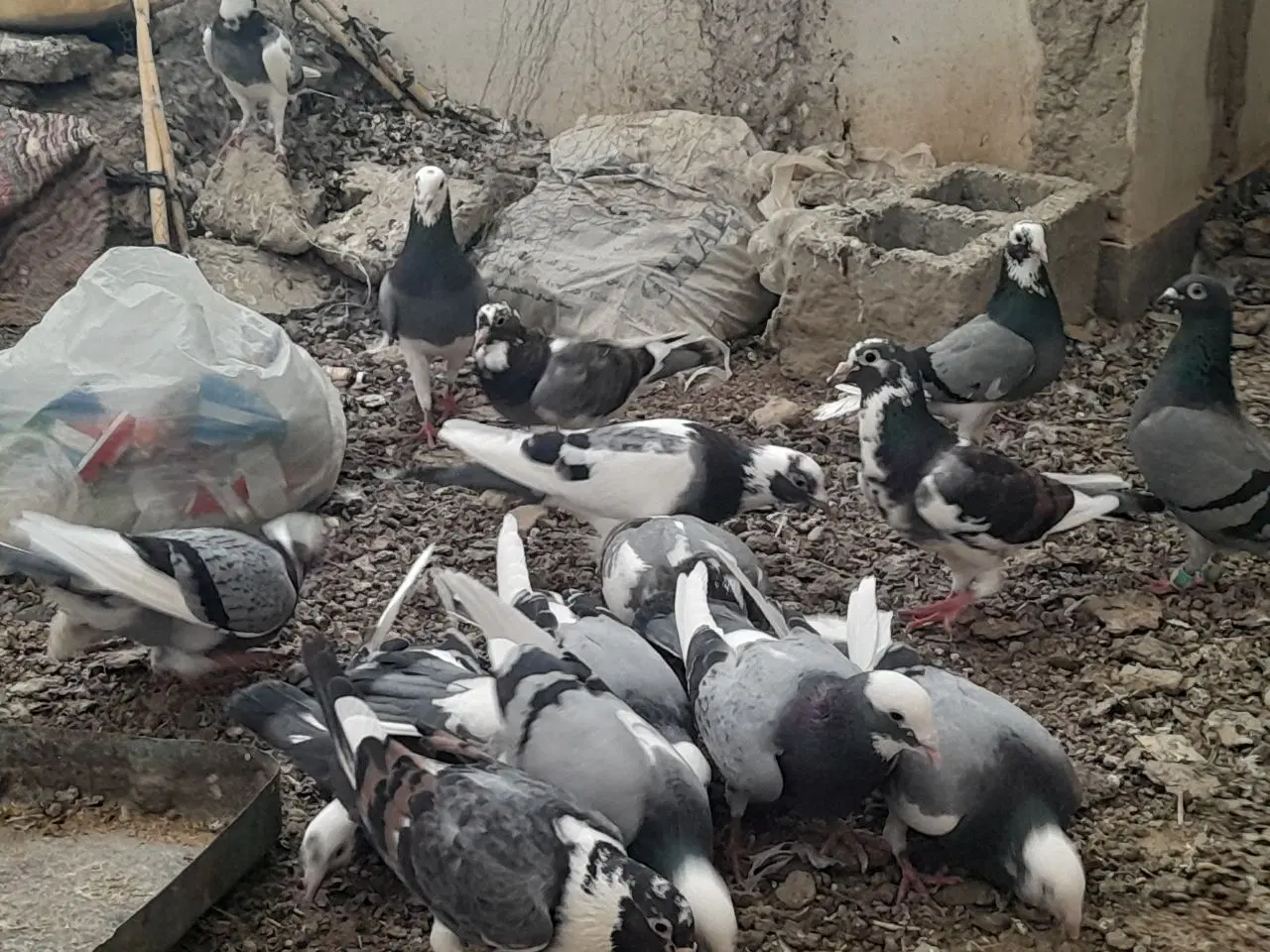 کبوتر|پرنده|خمک, |دیوار