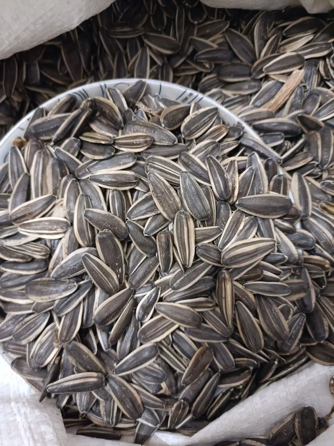 تخمه آفتابگردان کانادای|عمده‌فروشی|موچش, |دیوار