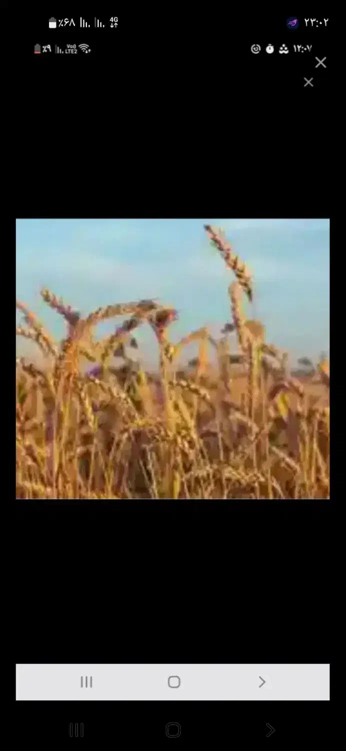 گندم کوهدشت دیم بوجاری شده|عمده‌فروشی|ثمرین, |دیوار