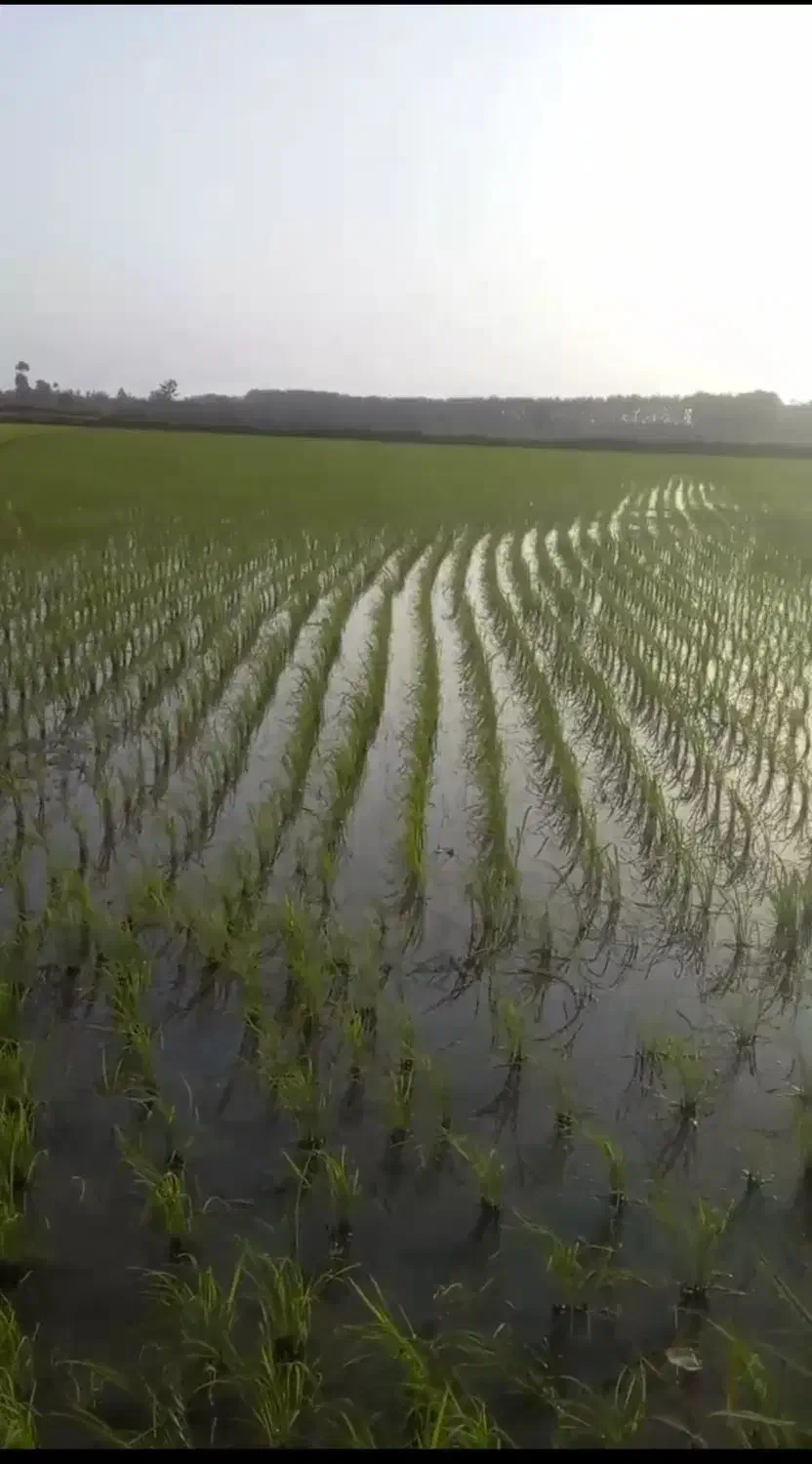 زمین شالی کشاورزی برنج|فروش زمین و ملک کلنگی|کیاشهر, |دیوار